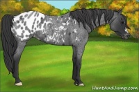 Horse Color:Blue Roan Near Leopard 