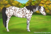 Horse Color:Bay Ice Appaloosa 