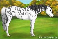 Horse Color:Blue Roan Splash Appaloosa 