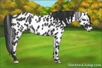 Horse Color:Blue Roan Appaloosa 