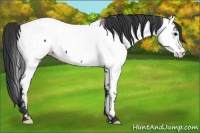 Horse Color:Black Appaloosa