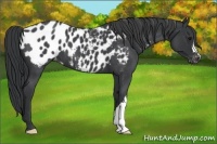 Horse Color:Blue Roan Appaloosa 