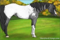 Horse Color:Blue Roan Near Fewspot 