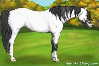 Horse Color:Blue Roan Fewspot 