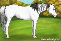 Horse Color:Blue Roan Splash Appaloosa 
