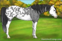 Horse Color:Blue Roan Splash Near Leopard 