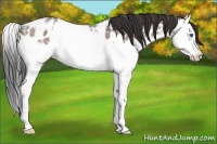 Horse Color:Brown Ice Roan Splash Appaloosa 