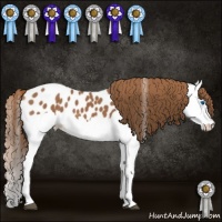 Horse Color:Chestnut Splash Leopard 
