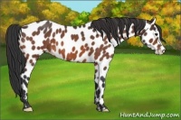 Horse Color:Brown Roan Appaloosa 
