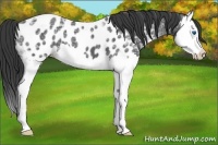 Horse Color:Black Ice Splash Near Leopard 