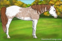 Horse Color:Red Ice Roan Splash Snowcap 