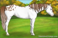 Horse Color:Chestnut Splash Appaloosa 