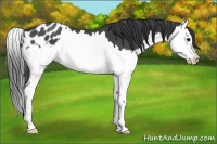 Horse Color:Blue Roan Splash Appaloosa 