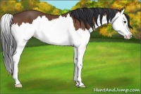 Horse Color:Bay Splash 