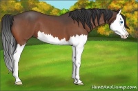 Horse Color:Bay Roan Splash 