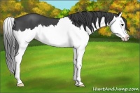 Horse Color:Blue Roan Splash 