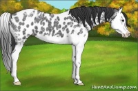 Horse Color:Black Ice Splash Appaloosa 