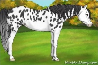 Horse Color:Black Splash Appaloosa 