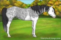 Horse Color:Blue Ice Roan Splash 