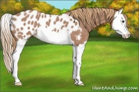Horse Color:Red Roan Splash Near Leopard 