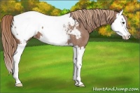 Horse Color:Red Roan Splash Appaloosa 