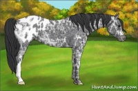 Horse Color:Blue Ice Roan Appaloosa 