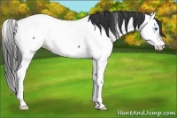 Horse Color:Blue Roan Splash Fewspot 