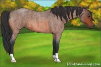 Horse Color:Bay Roan 