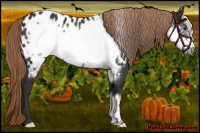Horse Color:Liver Chestnut Frame Appaloosa 