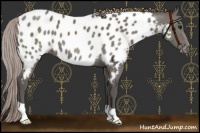 Horse Color:Silver Black Near Leopard 