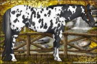 Horse Color:White Spotted Black Blanket 