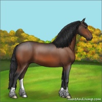 Horse Color:Brown 