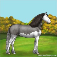 Horse Color:Smoky Blue Roan Splash 