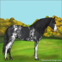 Horse Color:White Spotted Black 