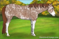 Horse Color:Chestnut Ice Sabino 