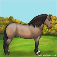 Horse Color:Bay Dun