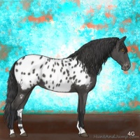 Horse Color:Grullo Appaloosa