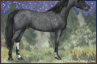 Horse Color:Blue Roan Appaloosa