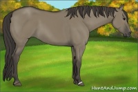 Horse Color:Smoky Grullo 