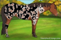 Horse Color:Bay Appaloosa 