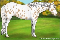 Horse Color:Silver Buckskin Dun Tobiano Appaloosa 