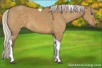 Horse Color:Silver Buckskin Dun Tobiano 
