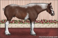 Horse Color:White Spotted Silver Brown Sabino Rabicano 