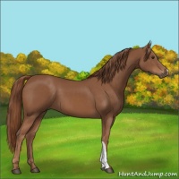 Horse Color:Chestnut 