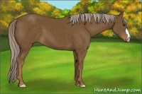 Horse Color:Chocolate Palomino 