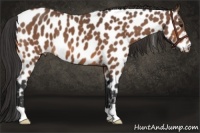 Horse Color:Bay Leopard 