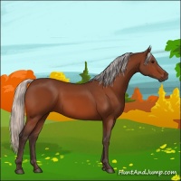 Horse Color:Silver Bay 