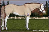 Horse Color:Red Dun Splash Brindle 