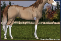 Horse Color:Red Dun Splash 