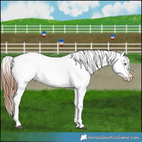 Horse Color:White Spotted Brown Dun Frame Appaloosa 